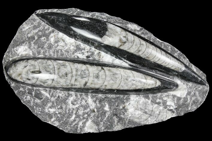 Polished Orthoceras (Cephalopod) Fossils - Morocco #96631